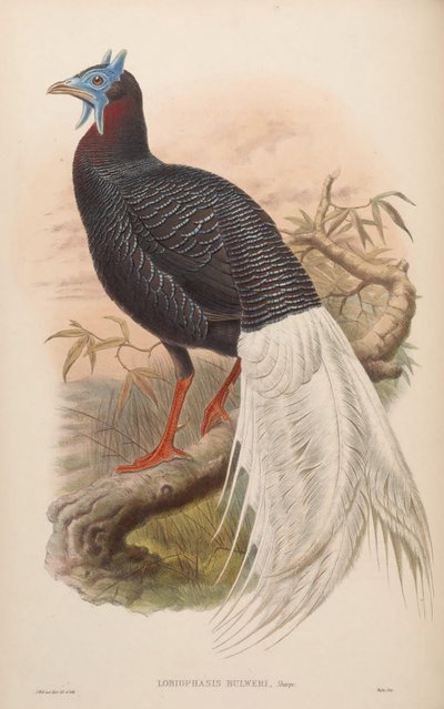 Lobiophasis bulweri by John Gould